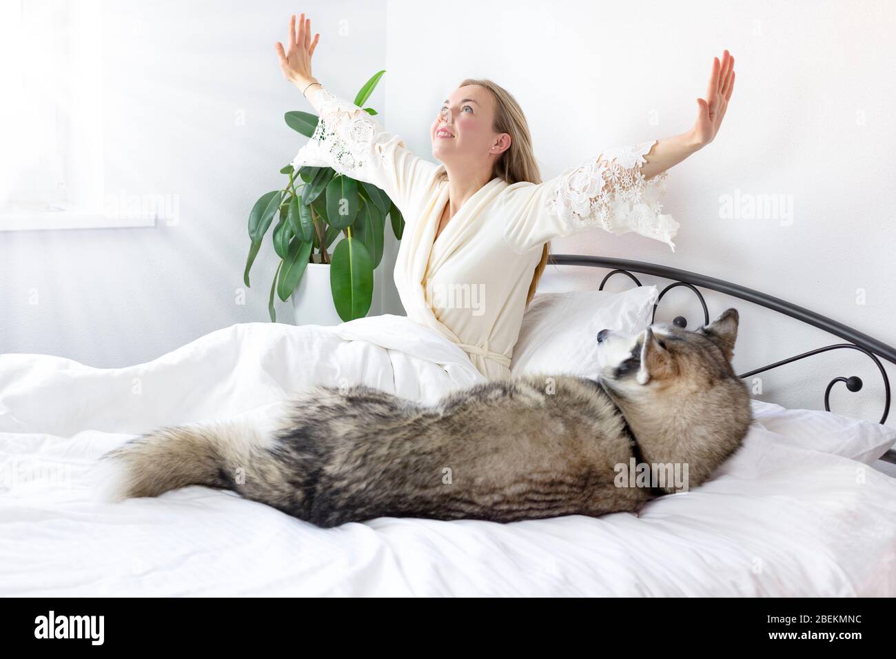 Junge lächelnde Frau mit blondem Haar in leichter Kleidung liegt auf einem weißen Bett mit einem Haustier. Verbringt Zeit zu Hause mit ihrem Hund der sibirischen Husky-Rasse. l Stockfoto