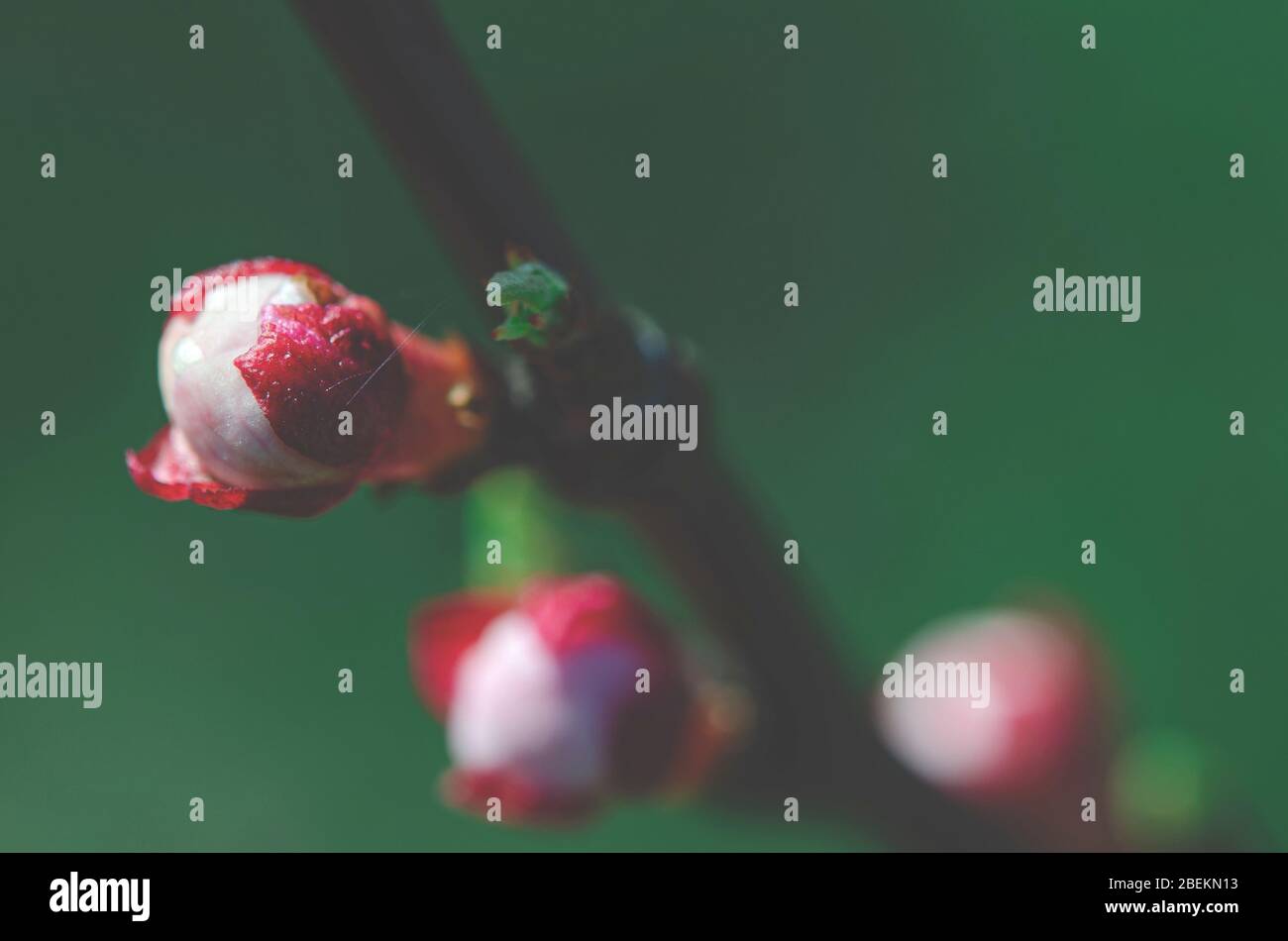 Rosa ungelöstes Licht einer jungen Aprikose im Frühlingsgarten Stockfoto
