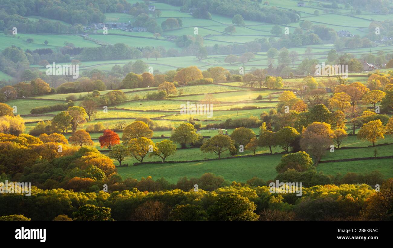 Die ländliche Landschaft von Nidderdale wird durch die niedrige Abendsonne im späten Frühjahr hervorgehoben, mit einem lebendigen roten Baum, der in der Landschaft hervorsteht. Stockfoto