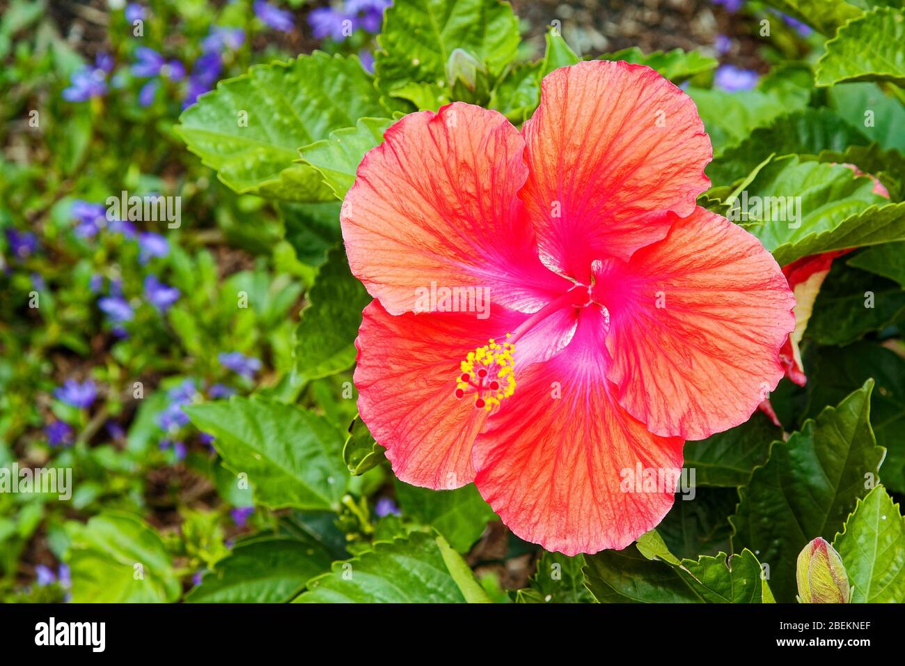 hibiscus close-up, Kulturblume, Pfirsich, Orange, grüne Blätter, kleine lila Blüten, Garten, Natur, Schönheit; USA Stockfoto