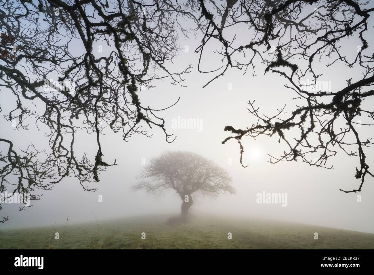 Eichenzweige umrahmen weit entfernte Bäume, die von Nebel umhüllt sind, während die frühe Sonne durchbricht Stockfoto