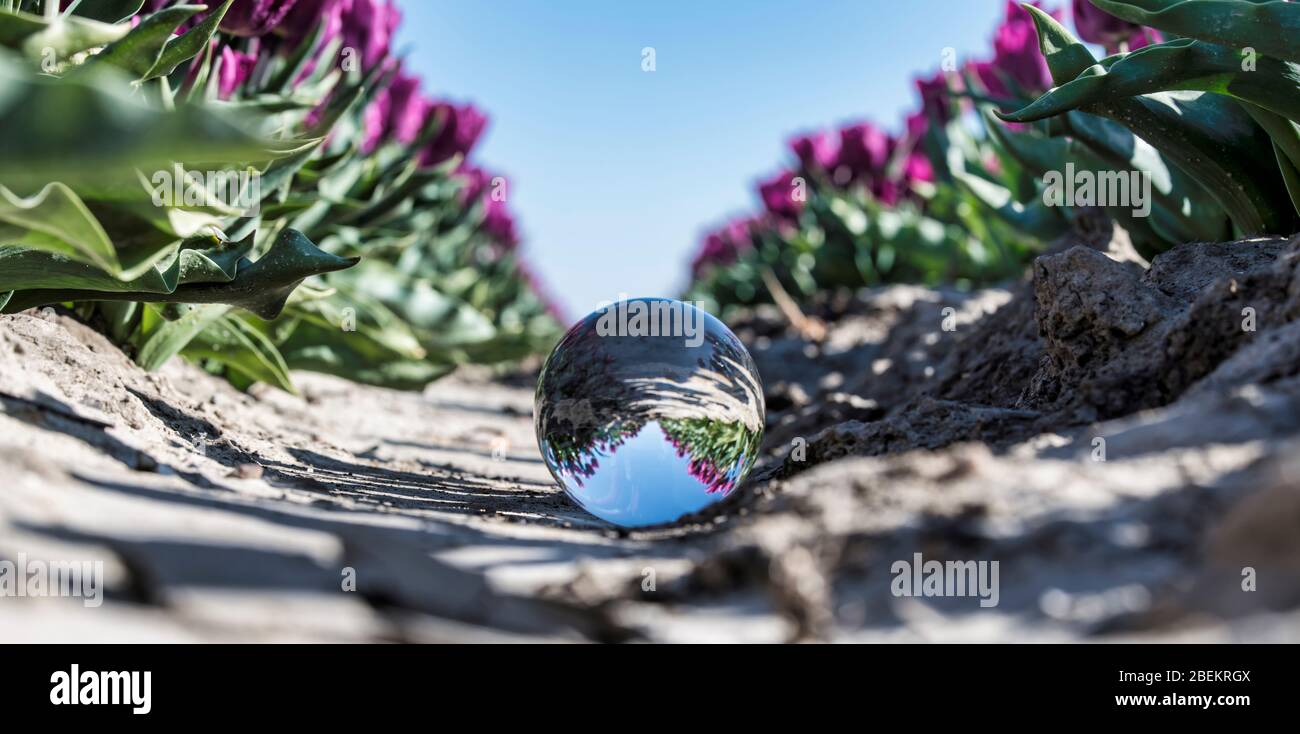 holländische Tulpen Felder in lila durch Glaskugel auf dem Boden gesehen Stockfoto
