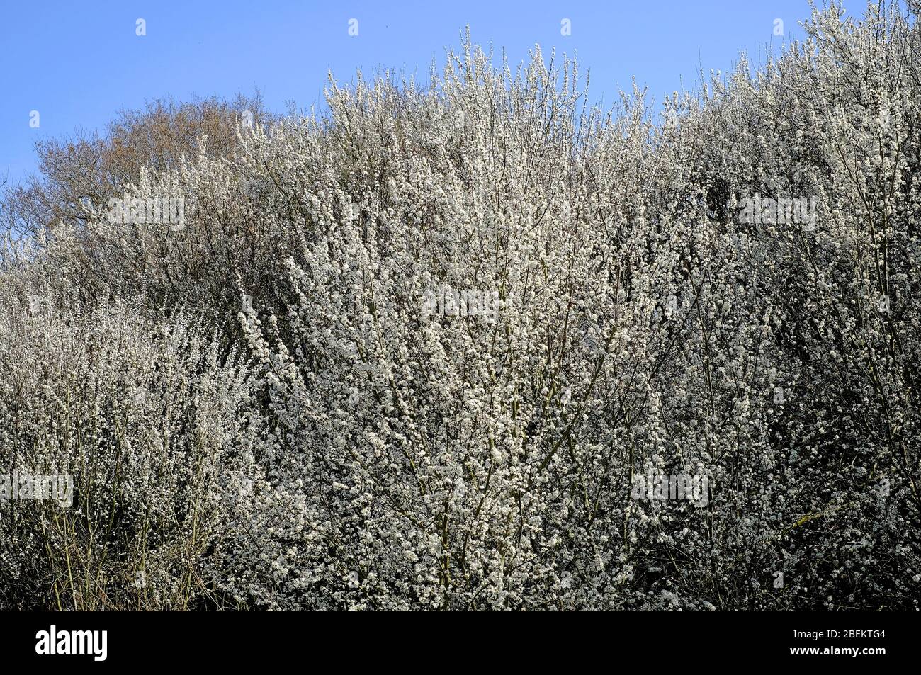 Blühende Frühling weiße Blüten in ländlichen Umgebung, norfolk, england Stockfoto