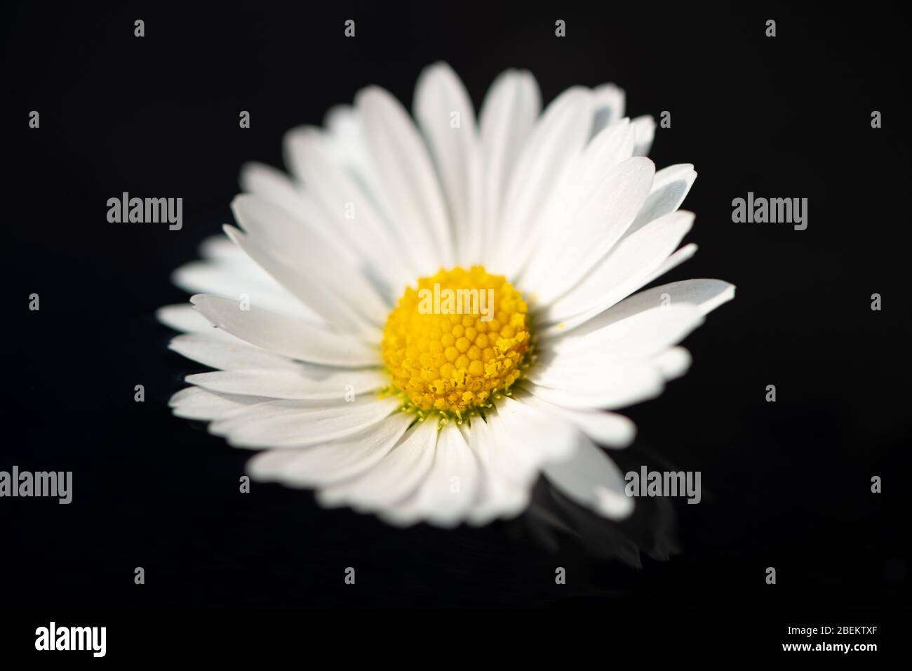 Nahaufnahme Eines Ganseblumchens Bellis Perennis Auf Wasser Liegend Schwarzer Hintergrund Stockfotografie Alamy