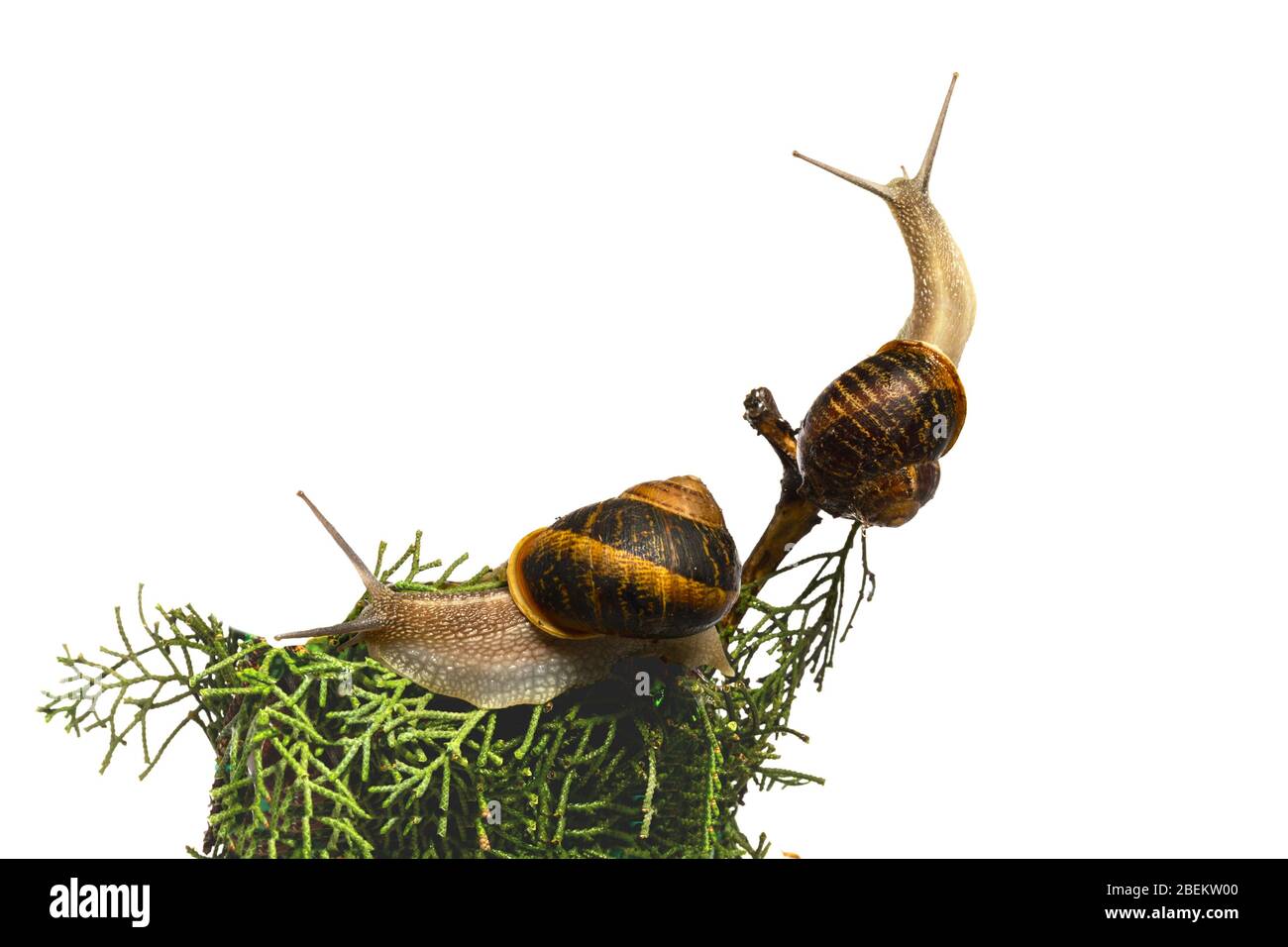 Schnecken auf dem Weg. Muscheln, die in einer Filiale reisen, Kommunikation, herzliche Gesellschaft. Stockfoto