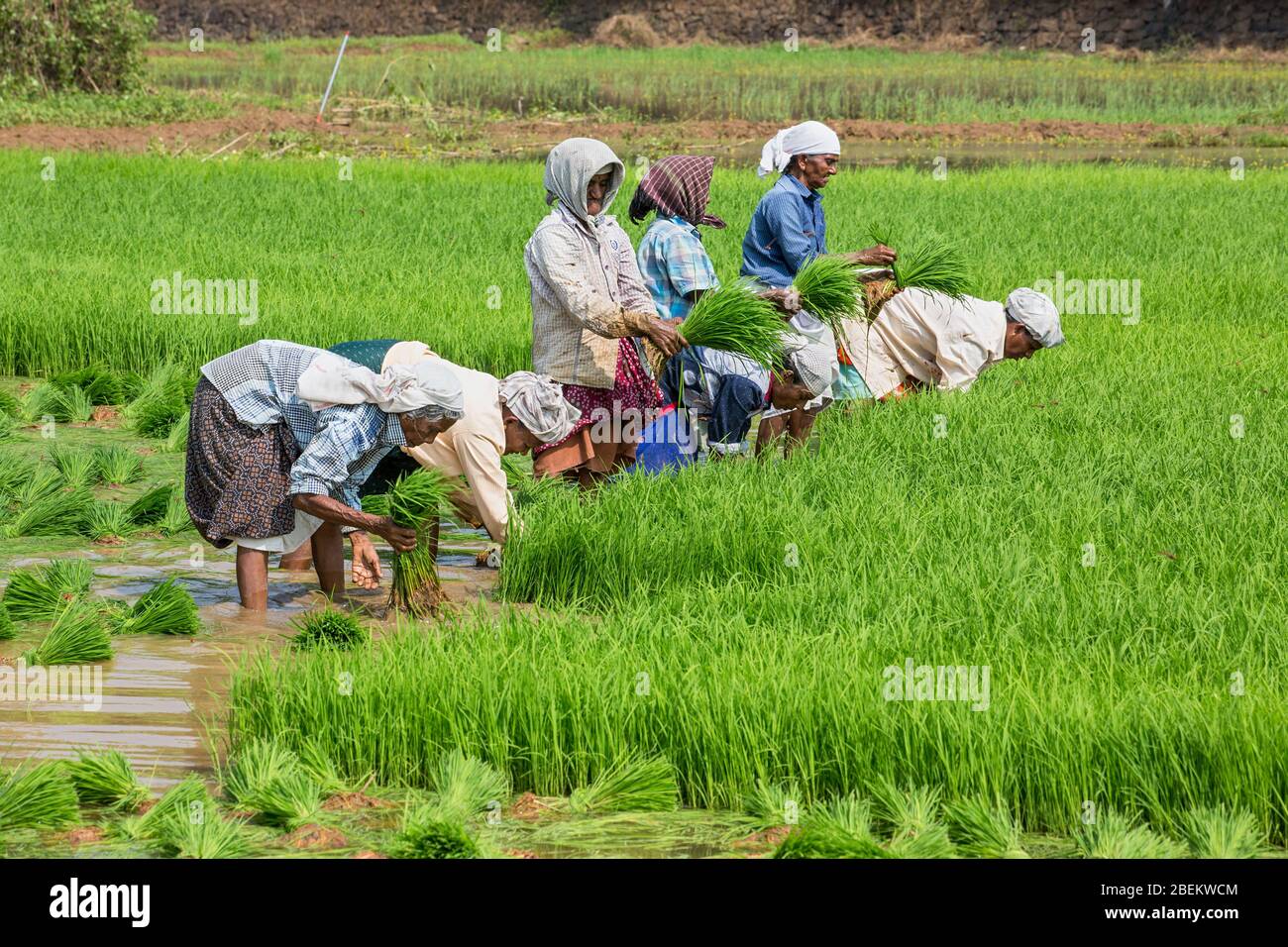 Arbeiterinnen arbeiten auf dem Reisfeld Felder in Kerala, Südindien, Indien, Asien, Landwirtschaft in Indien, Kerala, Reisanbau, pradeep Subramanian Stockfoto
