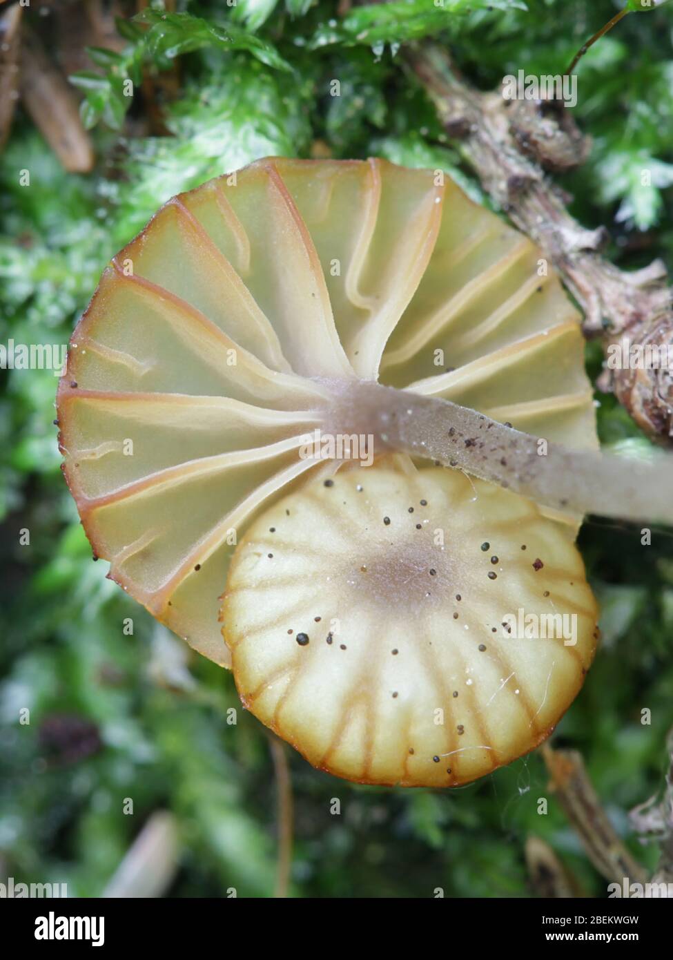 Lichenomphalia umbellifera, ein lichenisierter Pilz, der Heide Navel oder Lichen agaric genannt wird, wilder Pilz aus Finnland Stockfoto