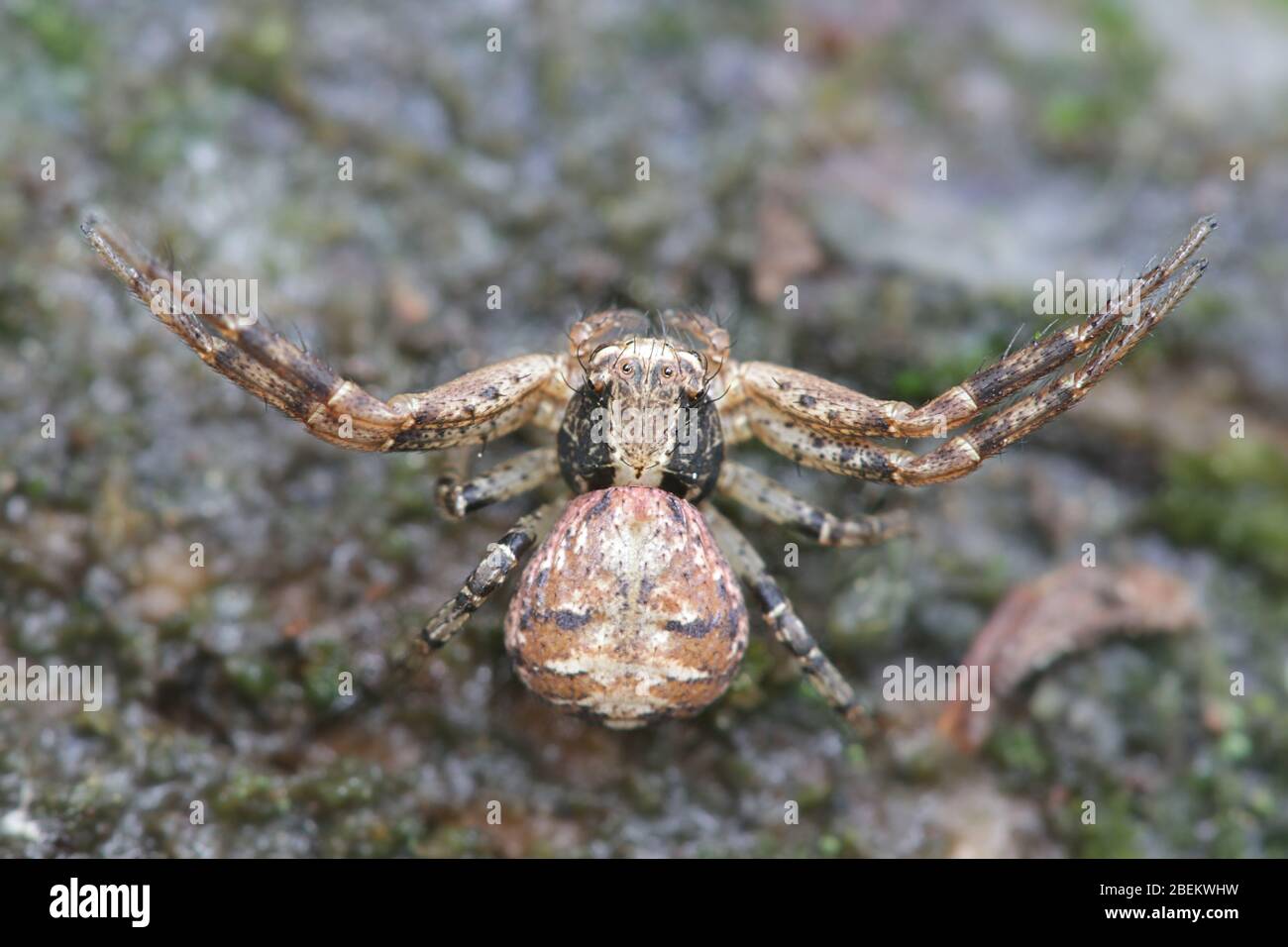 Xystcus audax, bekannt als Bodenkrabbenspinne Stockfoto