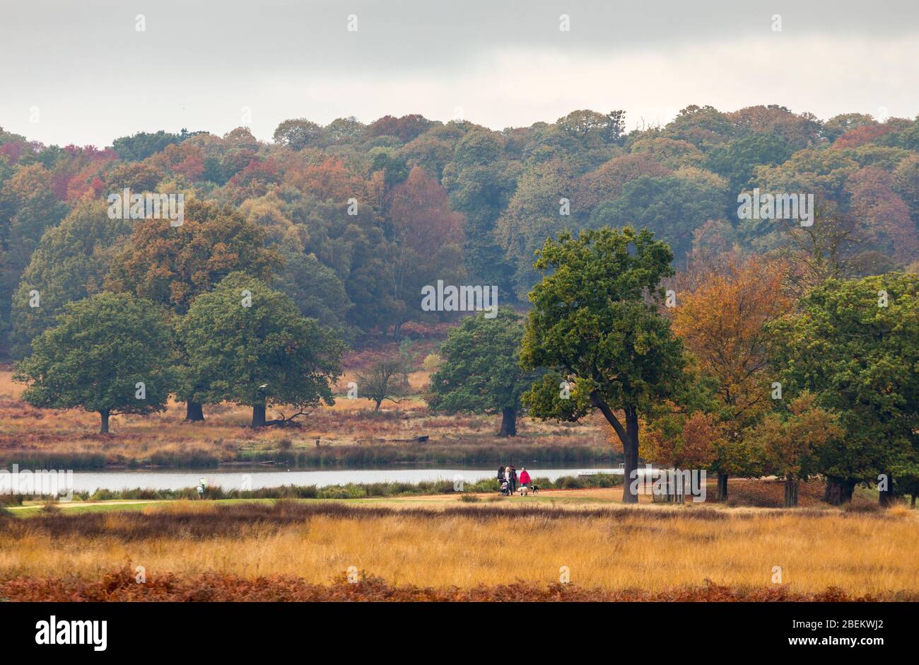 Wanderer im Richmond Park im Herbst, London Stockfoto