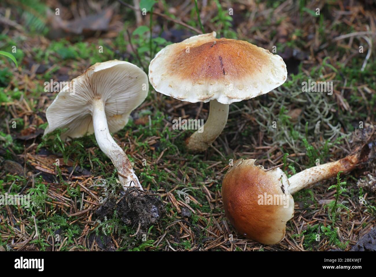 Pholiota lubrica, Scalycap Pilze aus Finnland Stockfoto