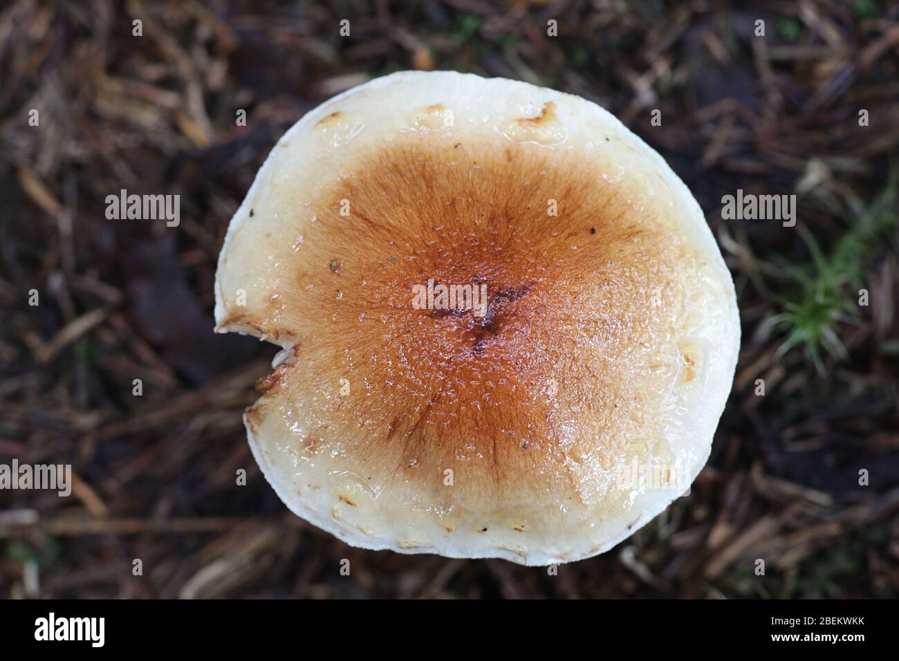 Pholiota lubrica, ein Scalycap Pilz aus Finnland Stockfoto