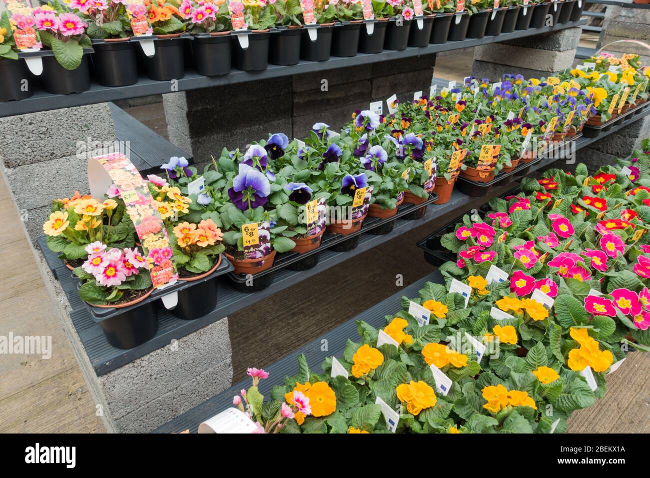 Primrose & Pansy Pflanzen zum Verkauf in einem Gartencenter, Großbritannien Stockfoto