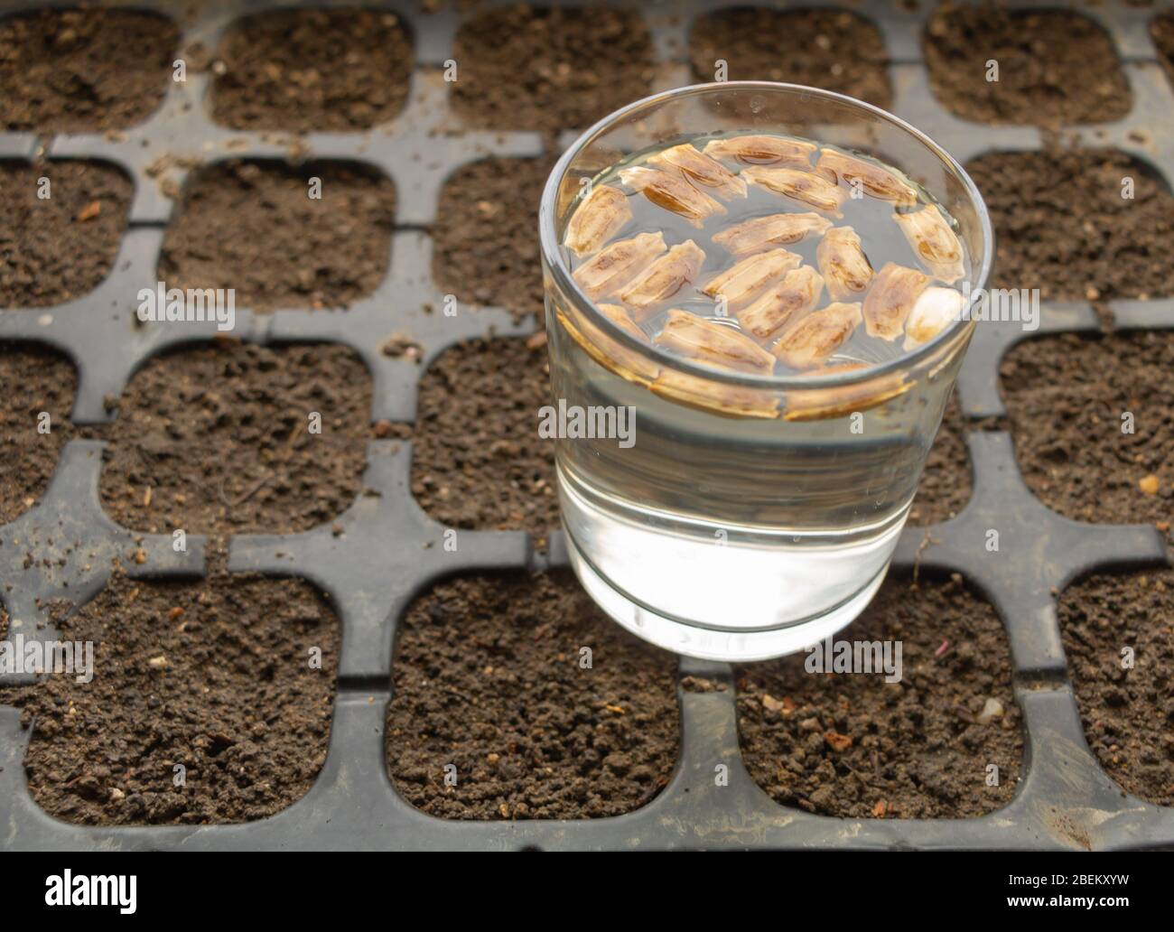 Samen in wasser Fotos und Bildmaterial in hoher Auflösung Alamy
