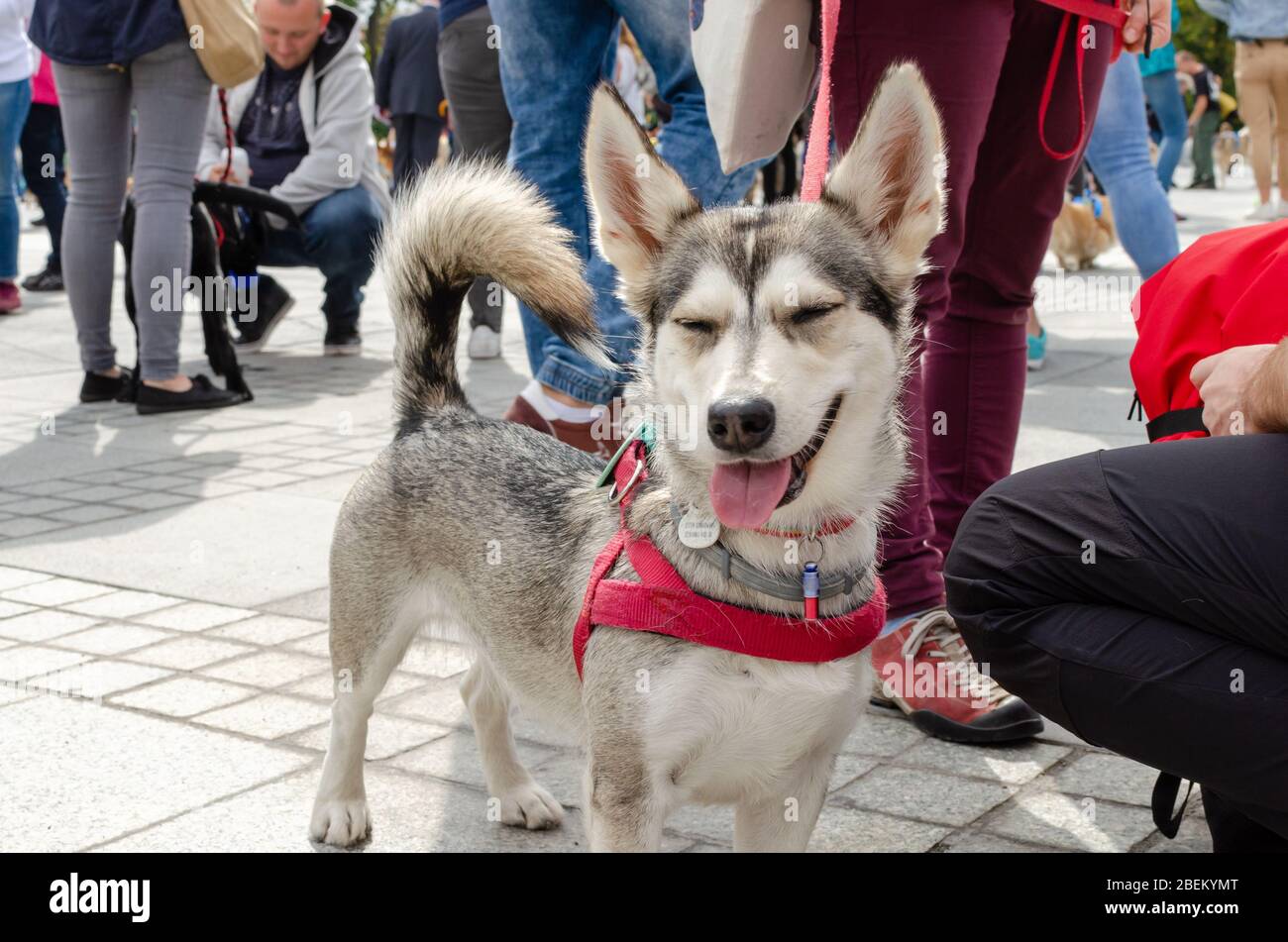 Breslau, Polen - 8. September 2019: Hundeparade Hau sind Sie? Weiß-schwarzer Mischlingshund schließt die Augen und ist auf der Straße glücklich. Stockfoto