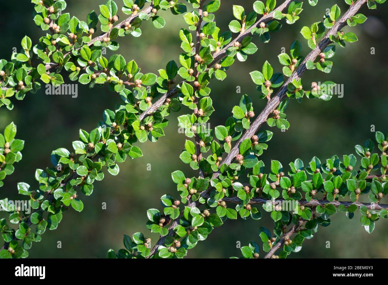 Blätter von Cotoneaster horizontalis Stockfoto