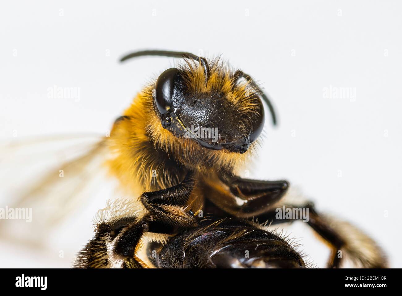 Minibeast: Eine rote Maurerbiene, Osmia bicornis, Makro mit Nahaufnahme des Kopfes, der Antennen und des zusammengesetzten Auges, Surrey, England Stockfoto