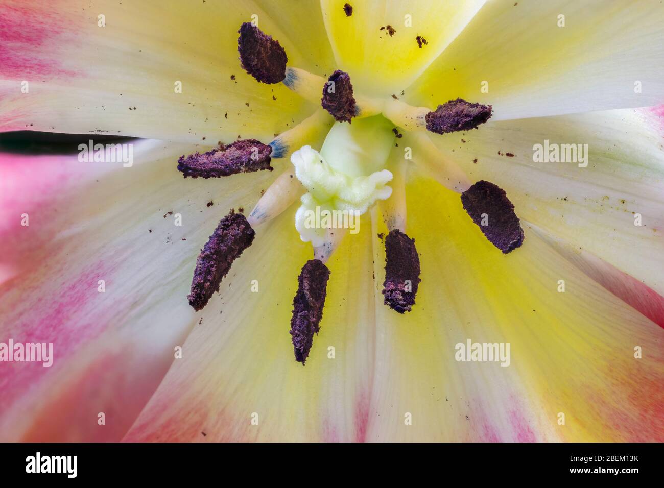 Nahaufnahme einer großen, mehrfarbigen frühlingsblühenden Aprikosen-Papageientulpe mit ihren zentralen Blütenteilen: Stempel, Stigma, Anther, Staubgefäße, Pollen Stockfoto