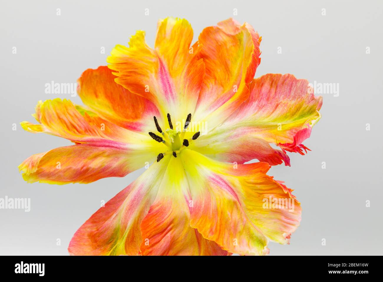 Nahaufnahme einer großen, mehrfarbigen frühlingsblühenden Aprikosen-Papageientulpe mit ihren zentralen Blütenteilen: Stempel, Stigma, Anther, Staubgefäße, Pollen Stockfoto