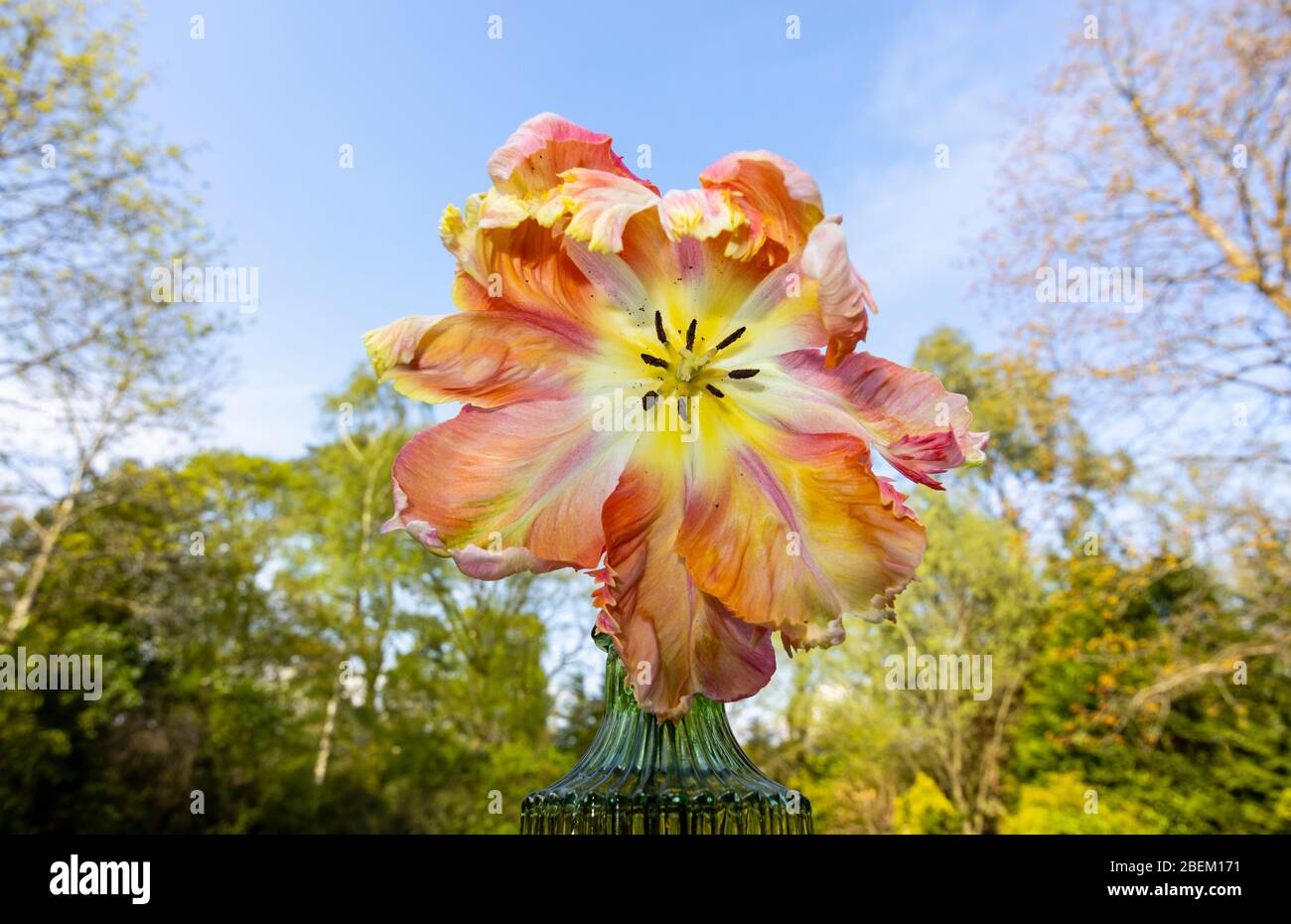 Unregelmäßig geformte Rüschenblätter einer großen mehrfarbigen Aprikosen-Papageientulpe, die im späten Frühjahr blüht und in einem Garten in Surrey, SE England blüht Stockfoto