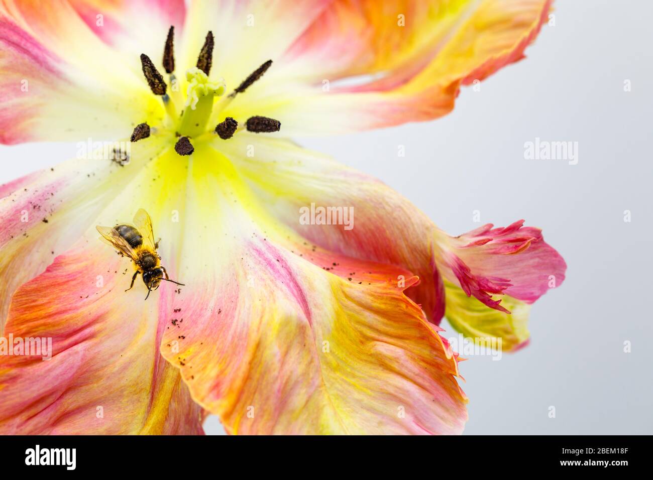 Nahaufnahme einer roten Maurerbiene (Osmia bicornis) auf einer Aprikosen-Papageientulpe mit zentralen Blütenteilen: Stempel, Stigma, Antheren, Staubgefäßen, Pollen Stockfoto