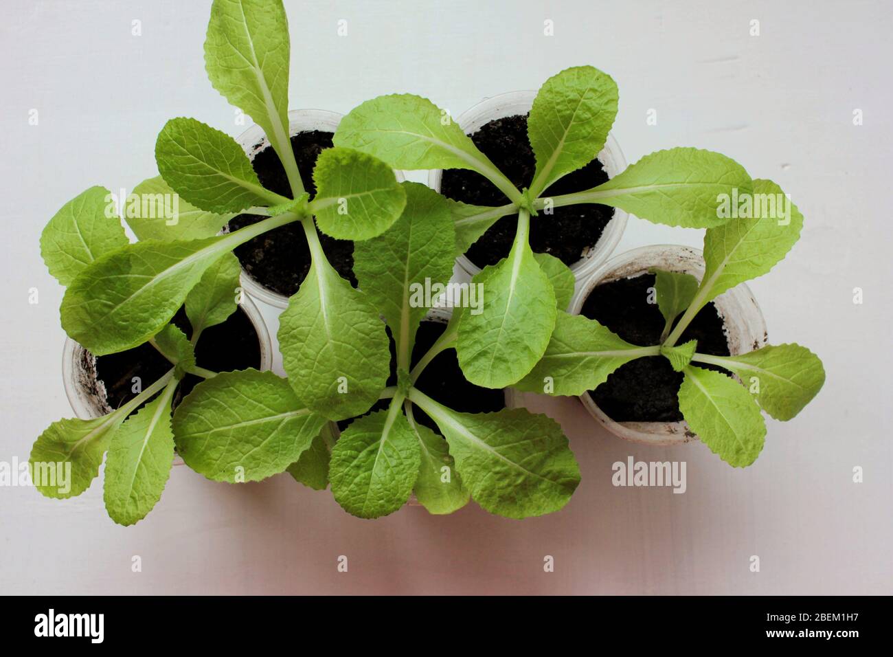 Chinesischer Napa Kohl-Sämling sprießt im Topf auf weißem Hintergrund. Orient Express Beijing Kohl wachsen aus Samen im Balkon Gemüsegarten. Stockfoto