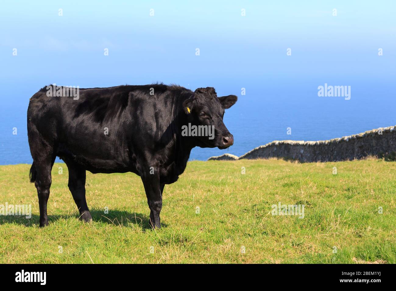 Angus Cow steht auf einer Wiese an der Mull of Galloway Scotland mit Luce Bay im Hintergrund Stockfoto