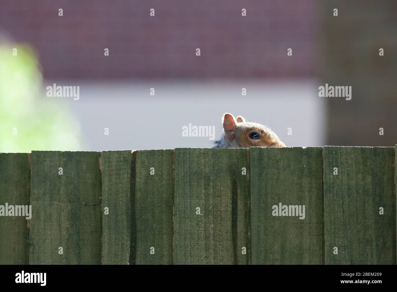 London, Großbritannien. April 2020. UK weather, 14. April 2020: Ein graues Eichhörnchen im Lnodon-Vorort Clapham spielt mit dem Fotografen von einem Zaun aus einen Blick. Anna Watson/Alamy Live News Stockfoto