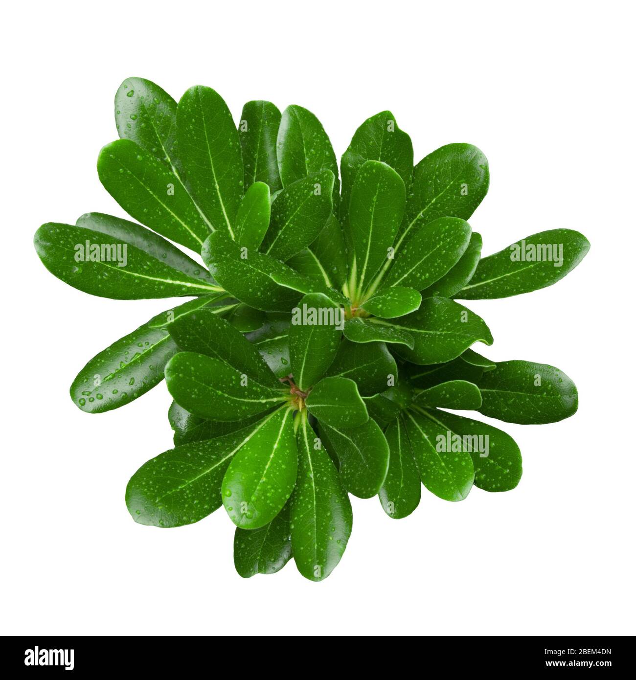 Grünes frisches Blatt mit Wassertropfen auf weißem Hintergrund isoliert. Stockfoto