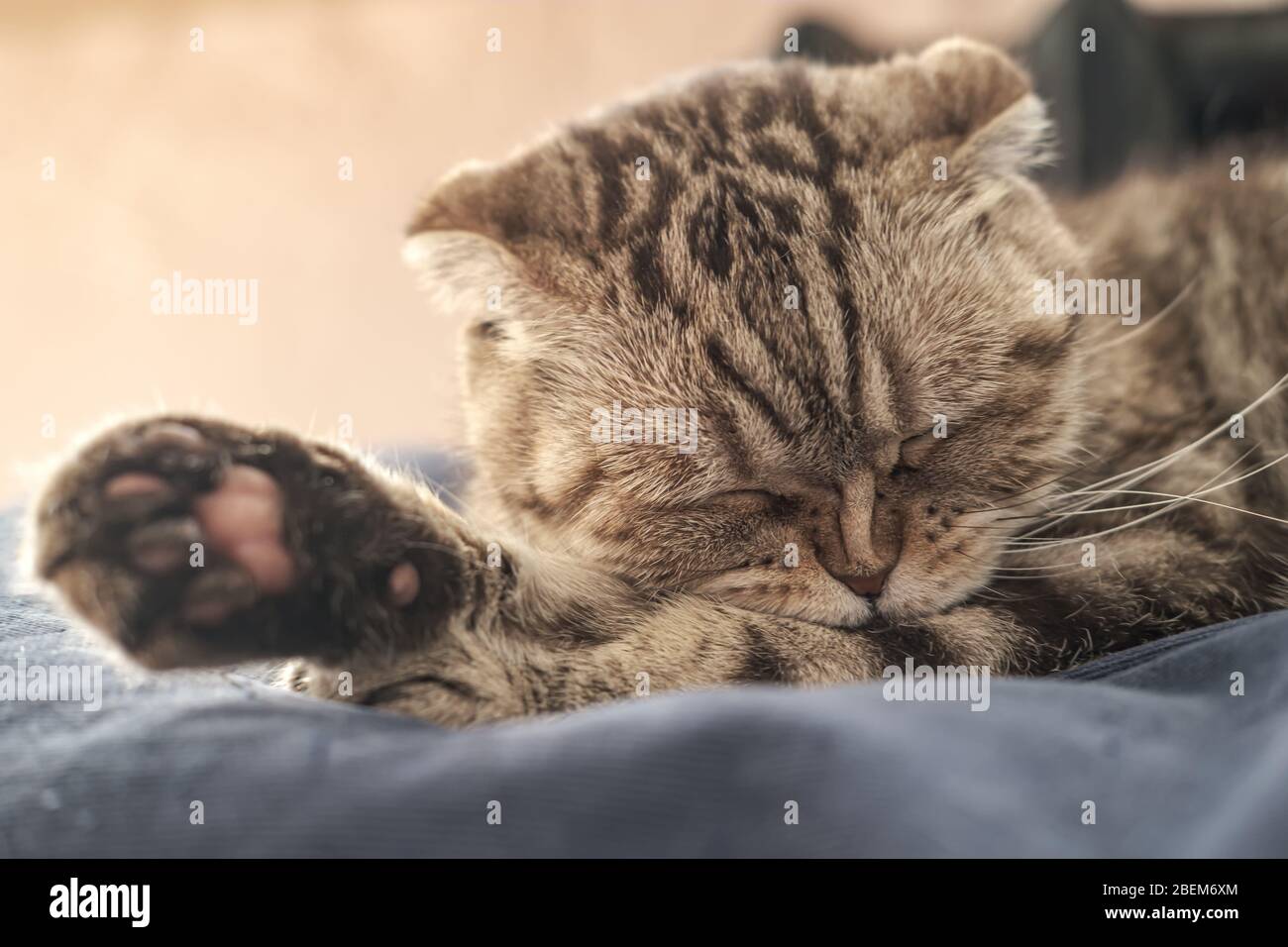 Lustige schottische Faltenkatze reinigt ihre Pfote vorsichtig mit einem Knabbern, von dem ihre Nase zerknittert. Nahaufnahme. Stockfoto