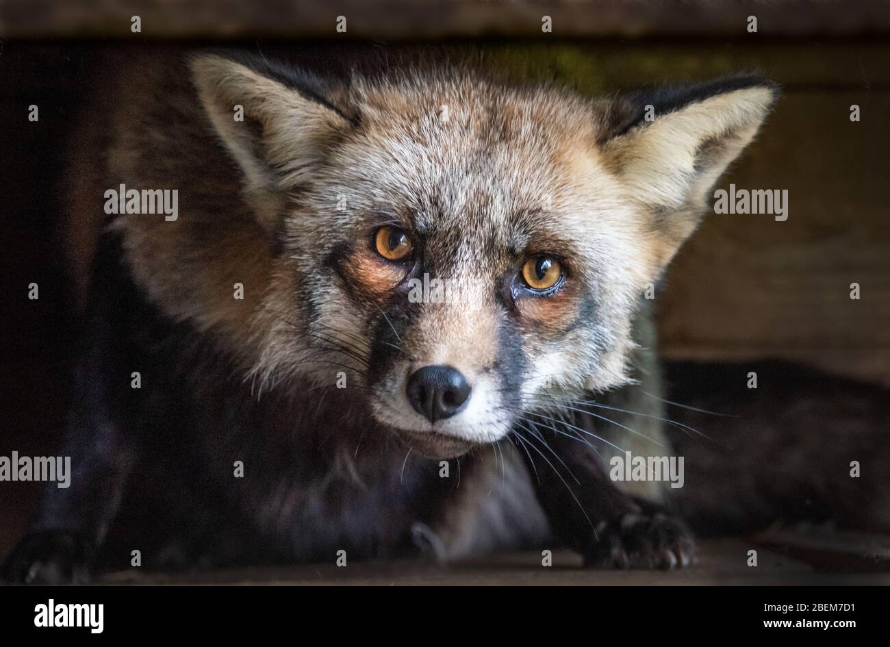 Ein sehr nahes Porträt von Kopf und Gesicht eines Fuchses. Sie starrt neugierig mit weit geöffneten Augen direkt auf die Kamera Stockfoto
