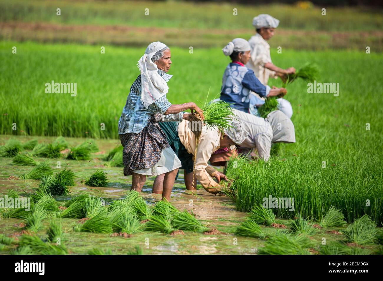 Arbeiterinnen arbeiten auf dem Reisfeld Felder in Kerala, Südindien, Indien, Asien, Landwirtschaft in Indien, Kerala, Reisanbau, pradeep Subramanian Stockfoto