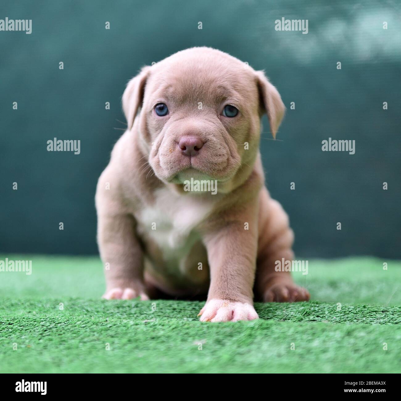 Kleiner amerikanischer Bully Dog Stockfoto