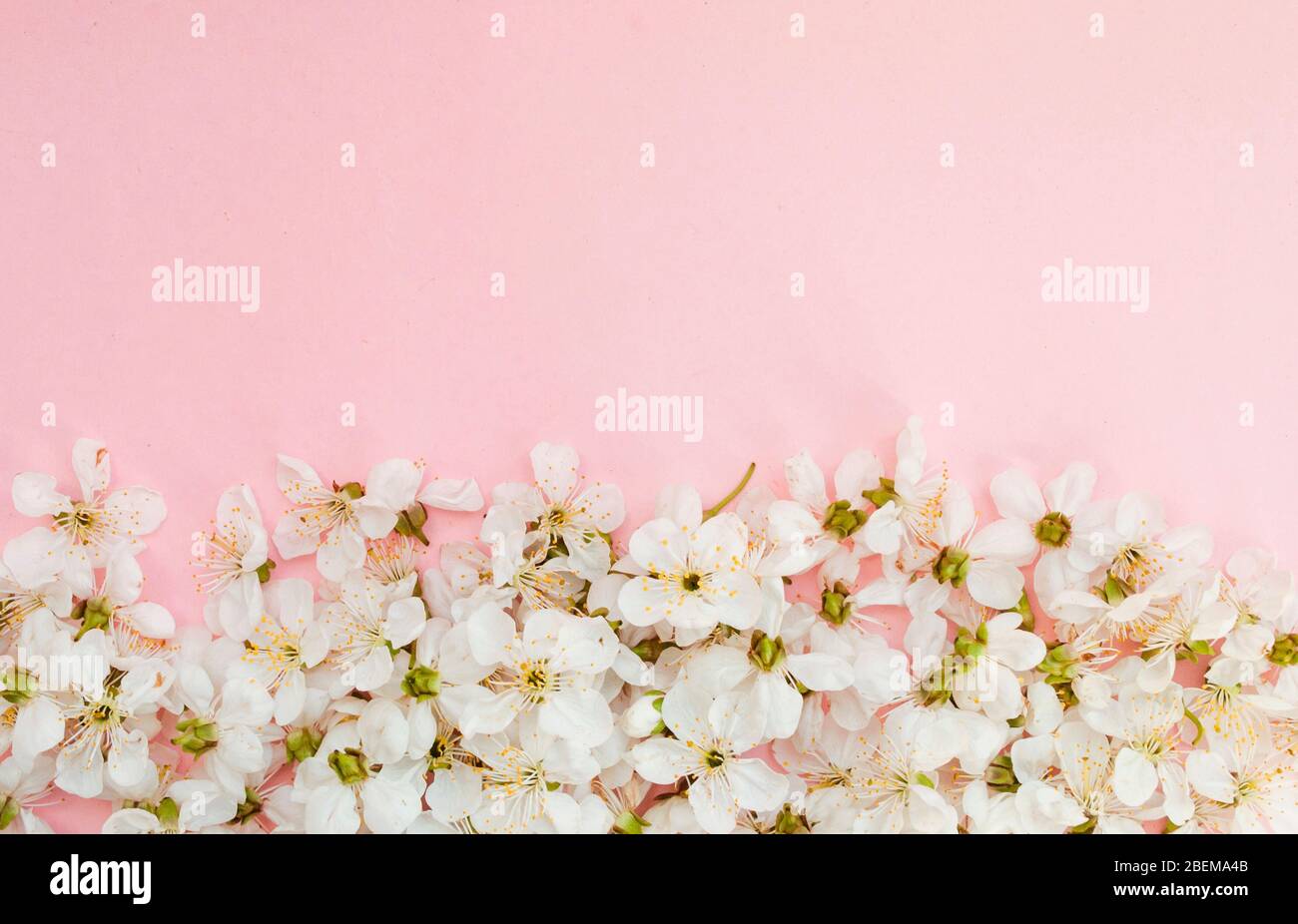Weiße Sakura Blüten auf einem rosa Hintergrund. Platz für Text. Feder. Flaches Lay Stockfoto