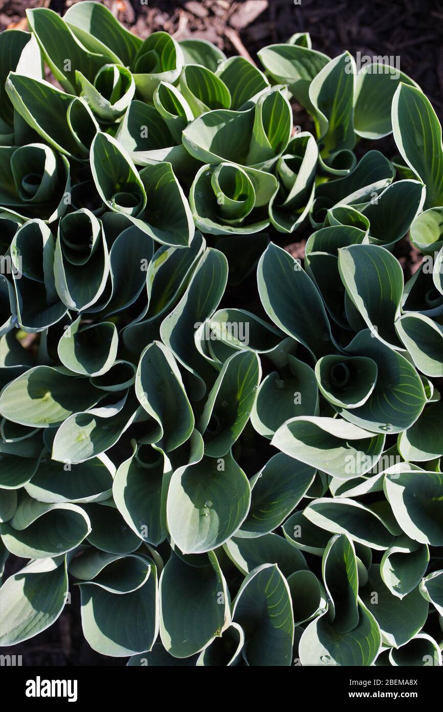 Hosta „Blue Mouse Ears“. Stockfoto