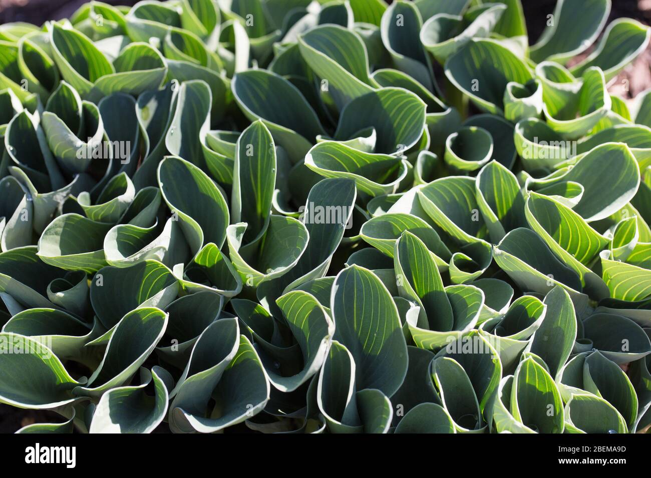 Hosta „Blue Mouse Ears“. Stockfoto