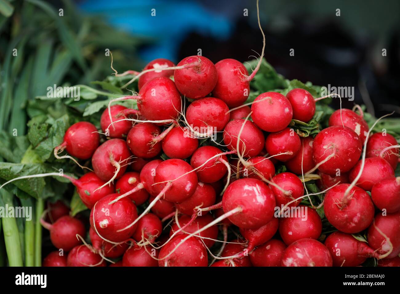 Bild mit geringer Schärfentiefe (selektiver Fokus) mit Radieschen, die in einem Gemüsestand verkauft werden. Stockfoto