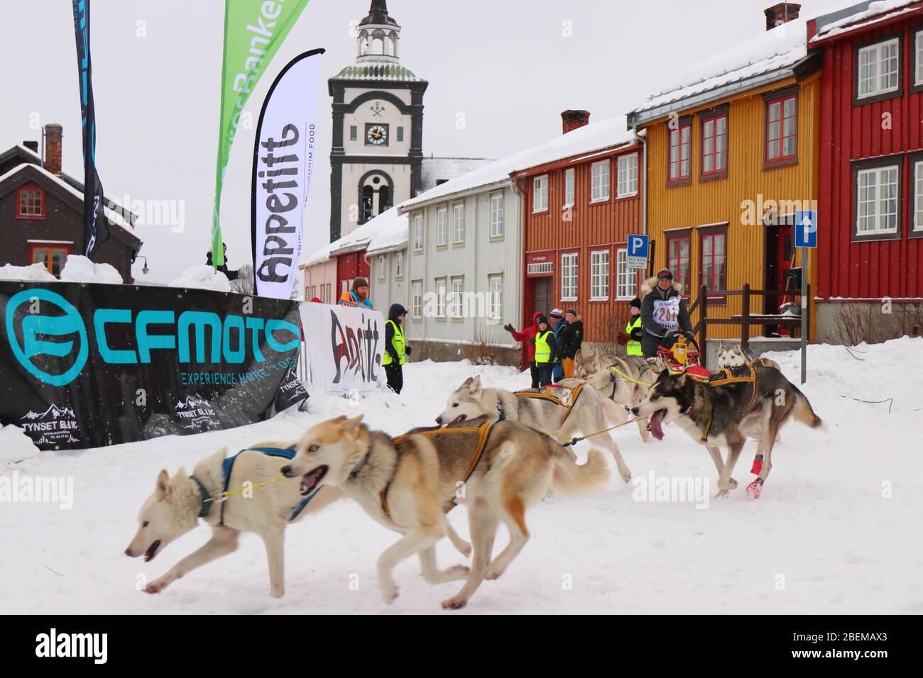 Husky Schlittenhundeteam beim Start des weltweit größten Hundeschlittenrennens "Femundløpet/Femund Race" in der historischen Münzstadt Røros, Norwegen Stockfoto