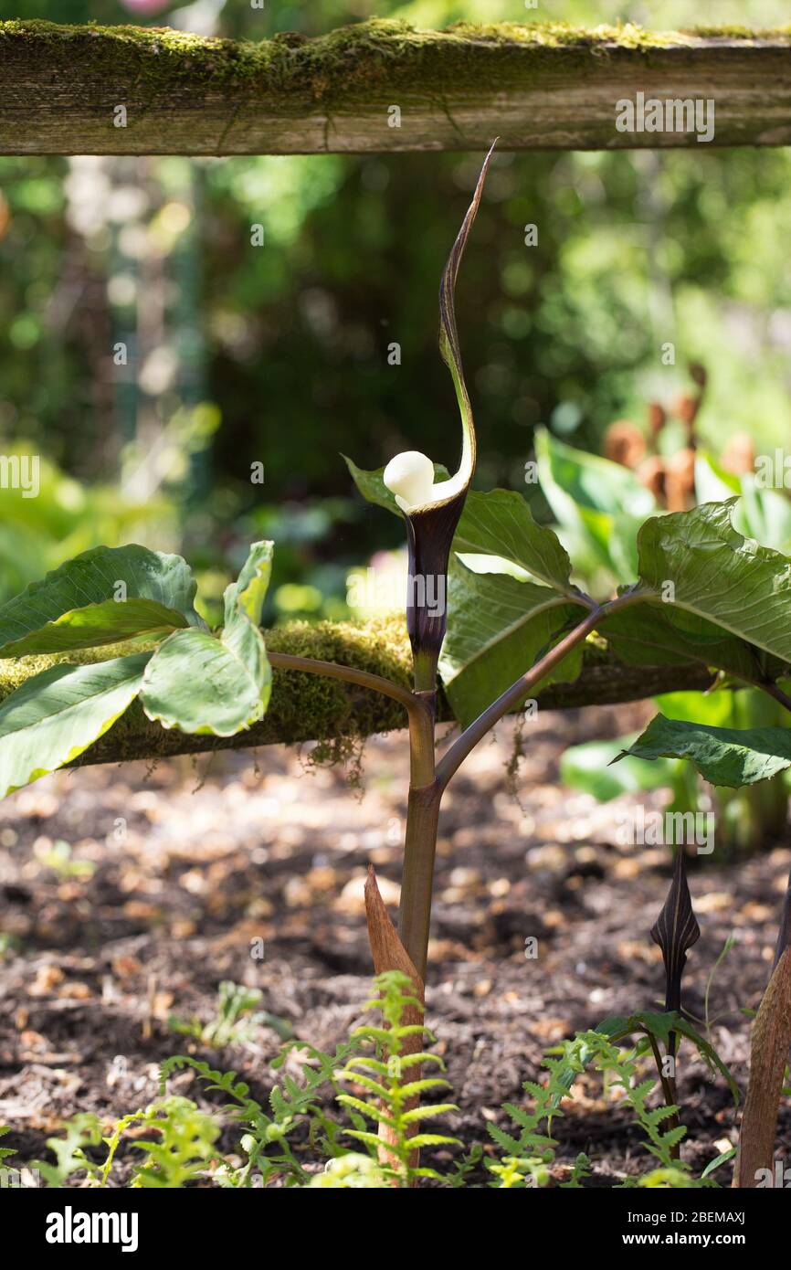 Arisaema sikokianum. Stockfoto