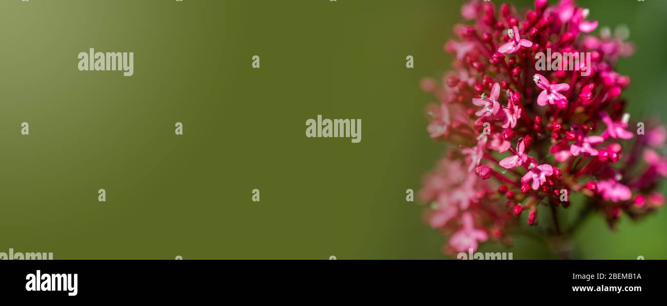 Frühling Sommer Banner Hintergrund, breite Bild Raum für Text., rot auf grün. Hintergrund. Stockfoto