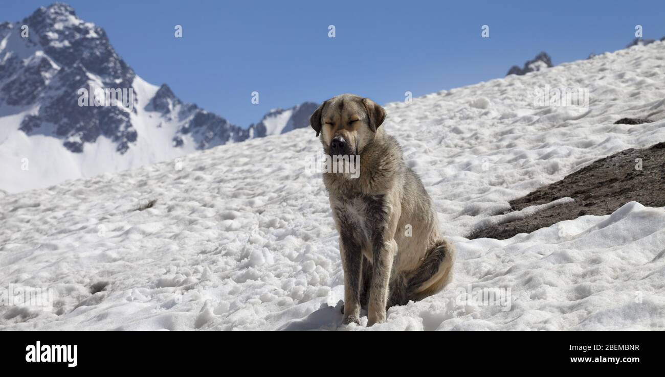 Hund sonnen in der Sonne Schrauben Sie die Augen auf Schnee an sonnigen Tag, hohe schneebedeckte Berge und blauen klaren Himmel im Hintergrund. Türkei, Kachkar Berge, höchste pa Stockfoto