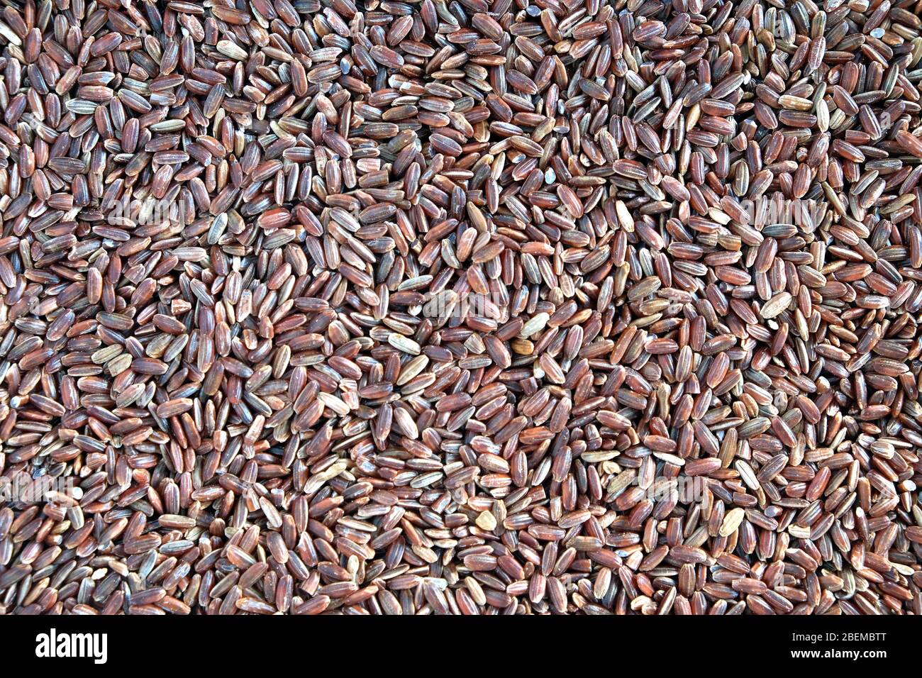 Lebensmittel. Ernte von vielen trockenen braunen Reiskörner auf flacher Oberfläche als Hintergrund Draufsicht Nahaufnahme Stockfoto