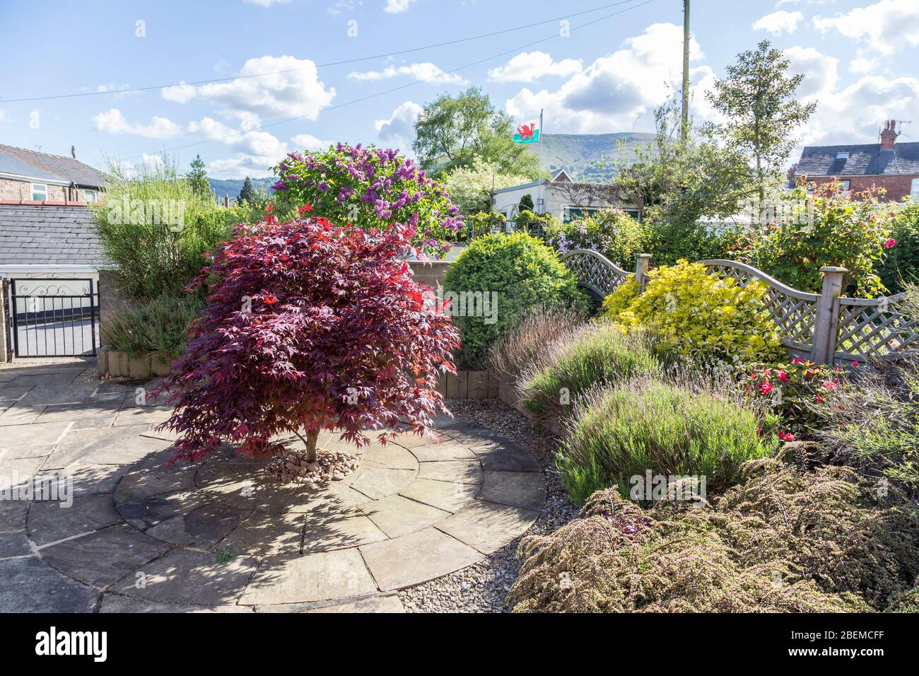 Gepflasterter Garten des Hauses mit acer Baum, Sträucher und Bettwäsche, Abergavenny, Wales, Großbritannien Stockfoto