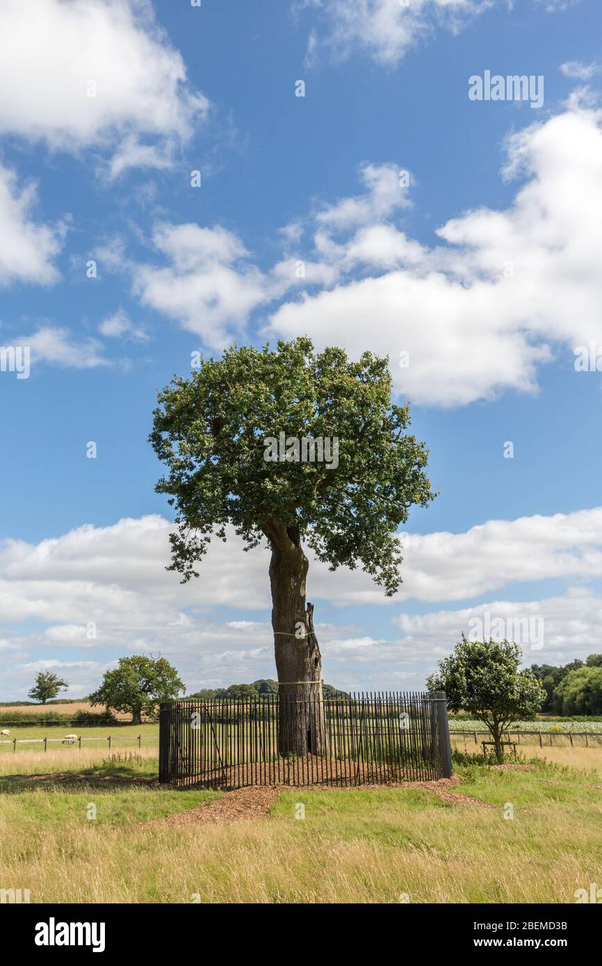 Baum, wo Charles II. Versteckte, Boscobel House, Shropshire, England, Großbritannien Stockfoto