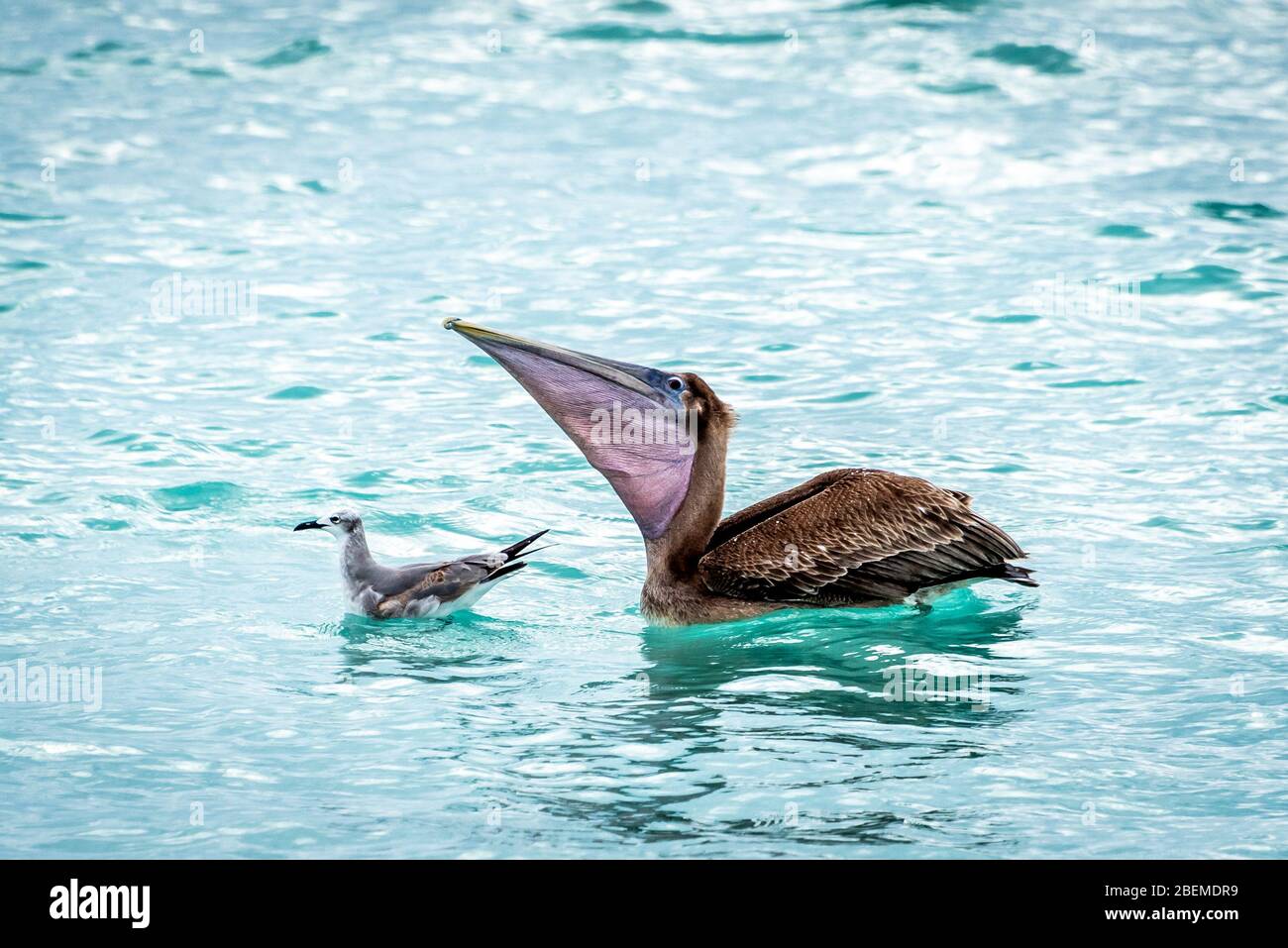 Braunes Pelikan Weibchen mit vollem Beutel schluckend, sitzt im schönen Golfwasser mit Möwe (symbiotische Beziehung) nahe Captiva und Sanibel Florida. Stockfoto