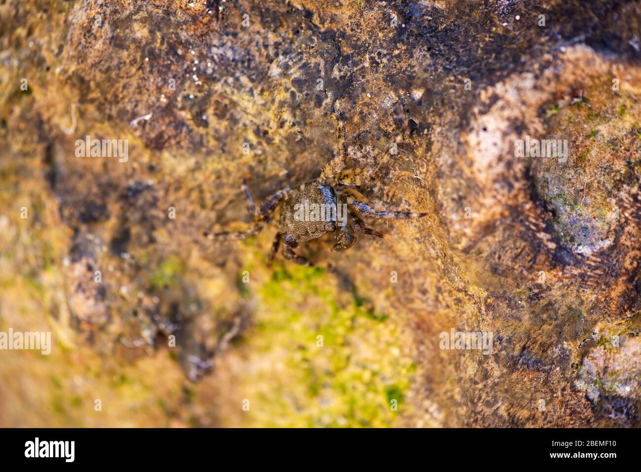 Die Krabbe tarnt sich auf einem Felsen im Meer Stockfoto