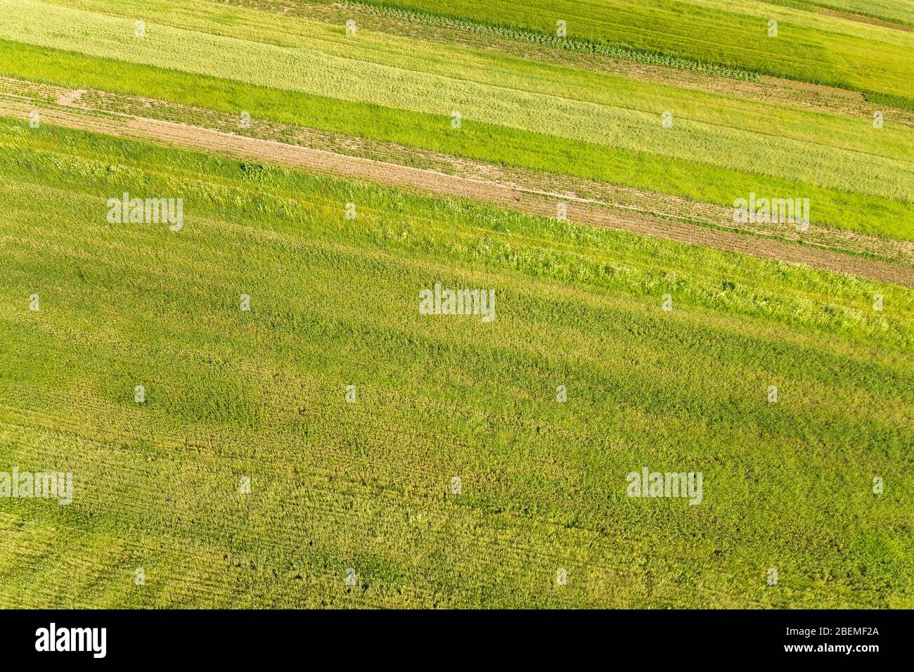 Blick auf grüne Agrarfelder im Frühjahr mit frischer Vegetation nach der Seeding-Saison an einem warmen sonnigen Tag. Stockfoto