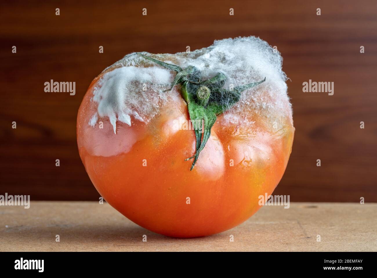 Verfaulte Tomate mit Schimmel und Pilzzupfung auf dunklem Hintergrund. Stockfoto
