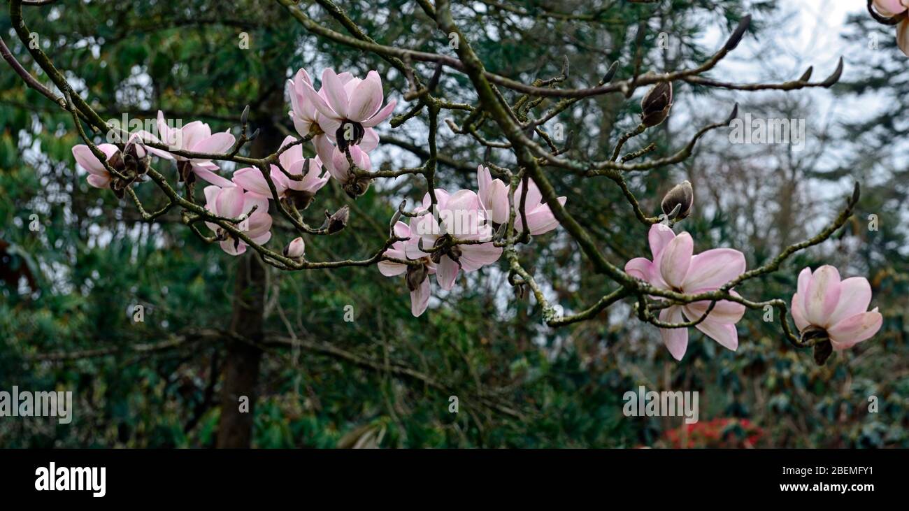 Magnolia campbellii, Campbell's Magnolia, große rosa Blüten, blühend, Frühlingsgarten, RM Floral Stockfoto