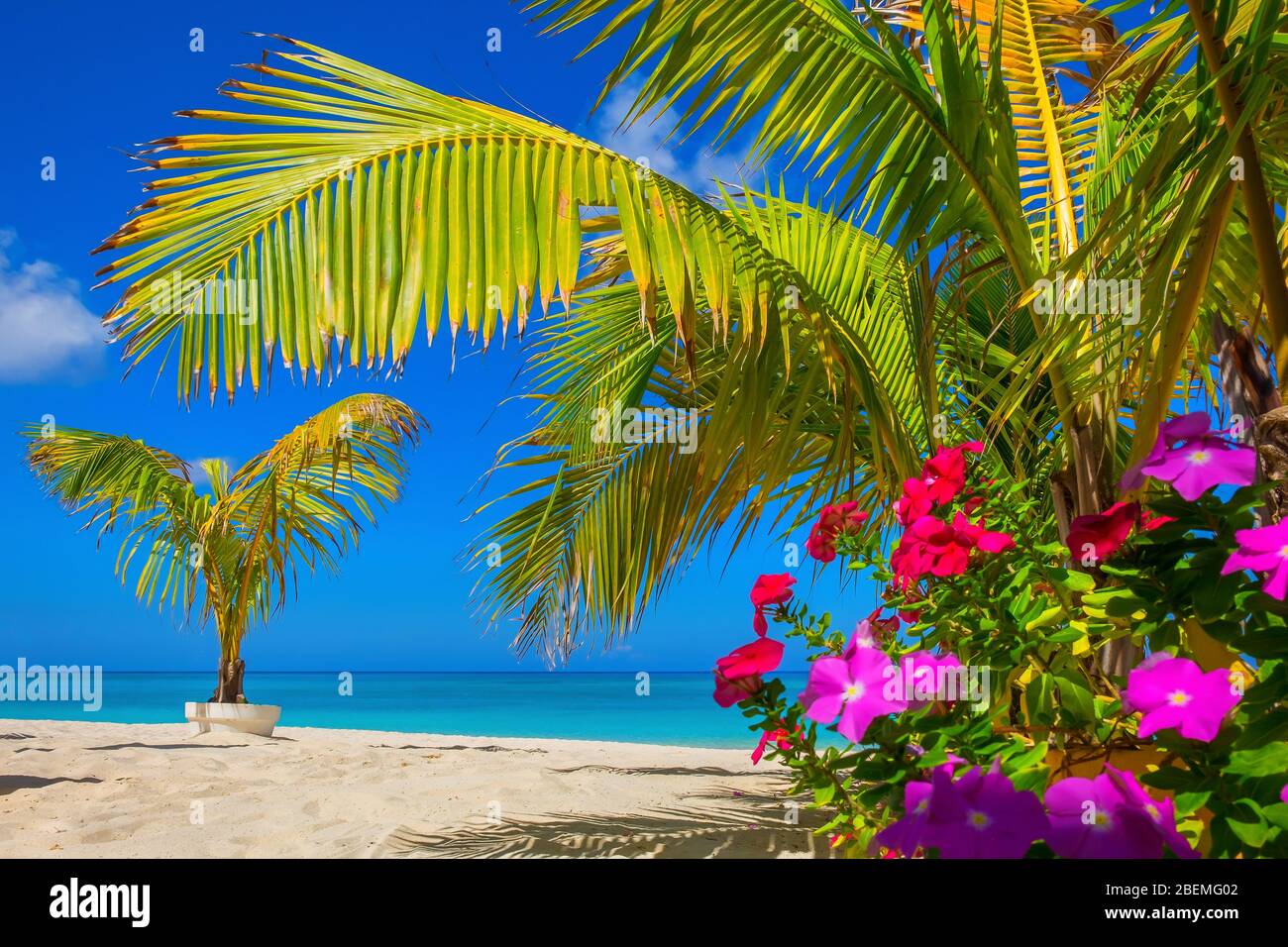 Kleine Palmen und Blumen an einem leeren Seven Mile Beach während der Gefangenschaft auf den Cayman Islands Stockfoto
