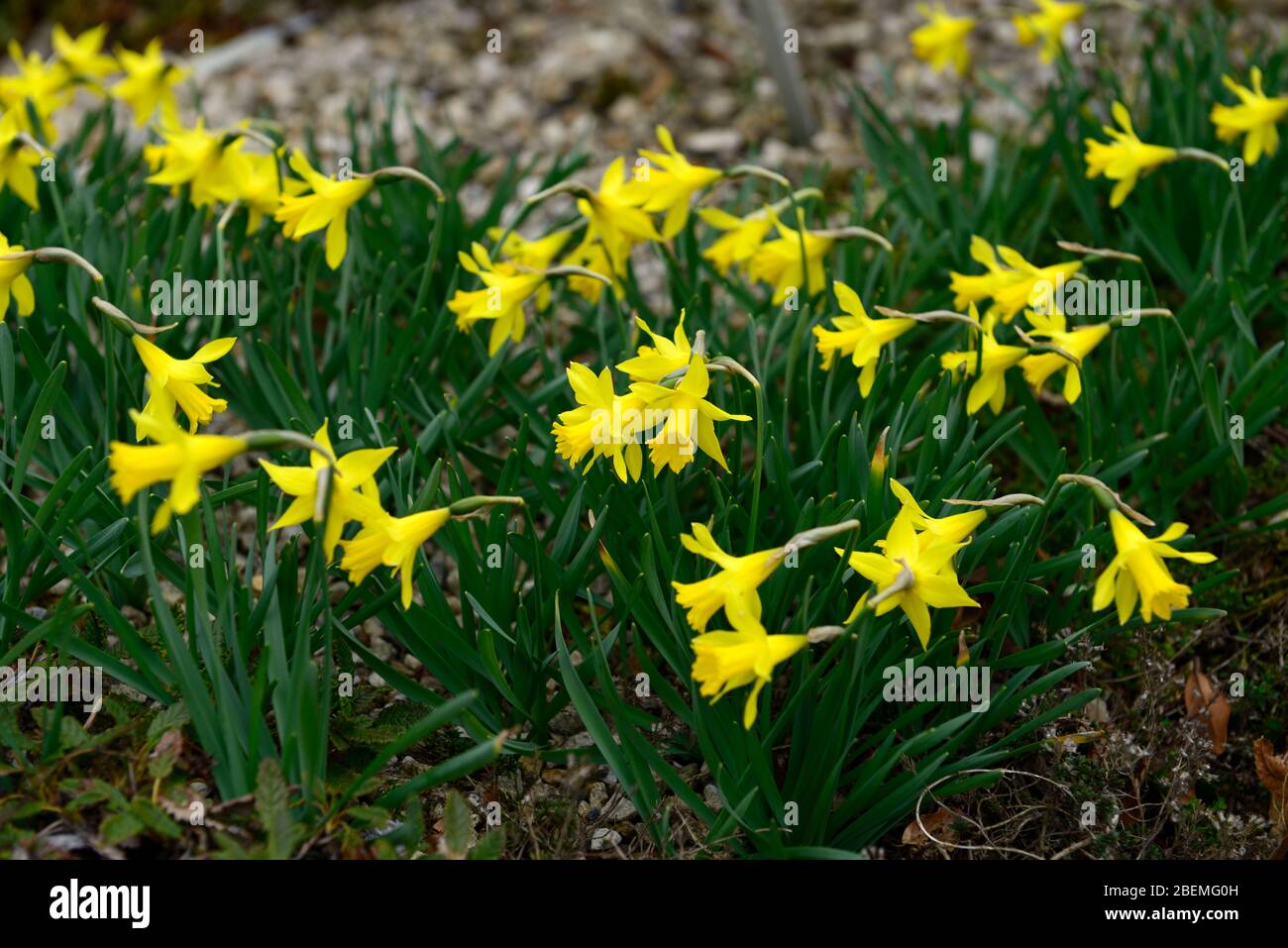 Narcissus asturiensis,Division 13,Pygmäen-Narzissen,gelbe Blüten,gelbe Trompete,Narzissen,Arten Narzissen,Frühling,duftend,parfümiert,RM Floral Stockfoto